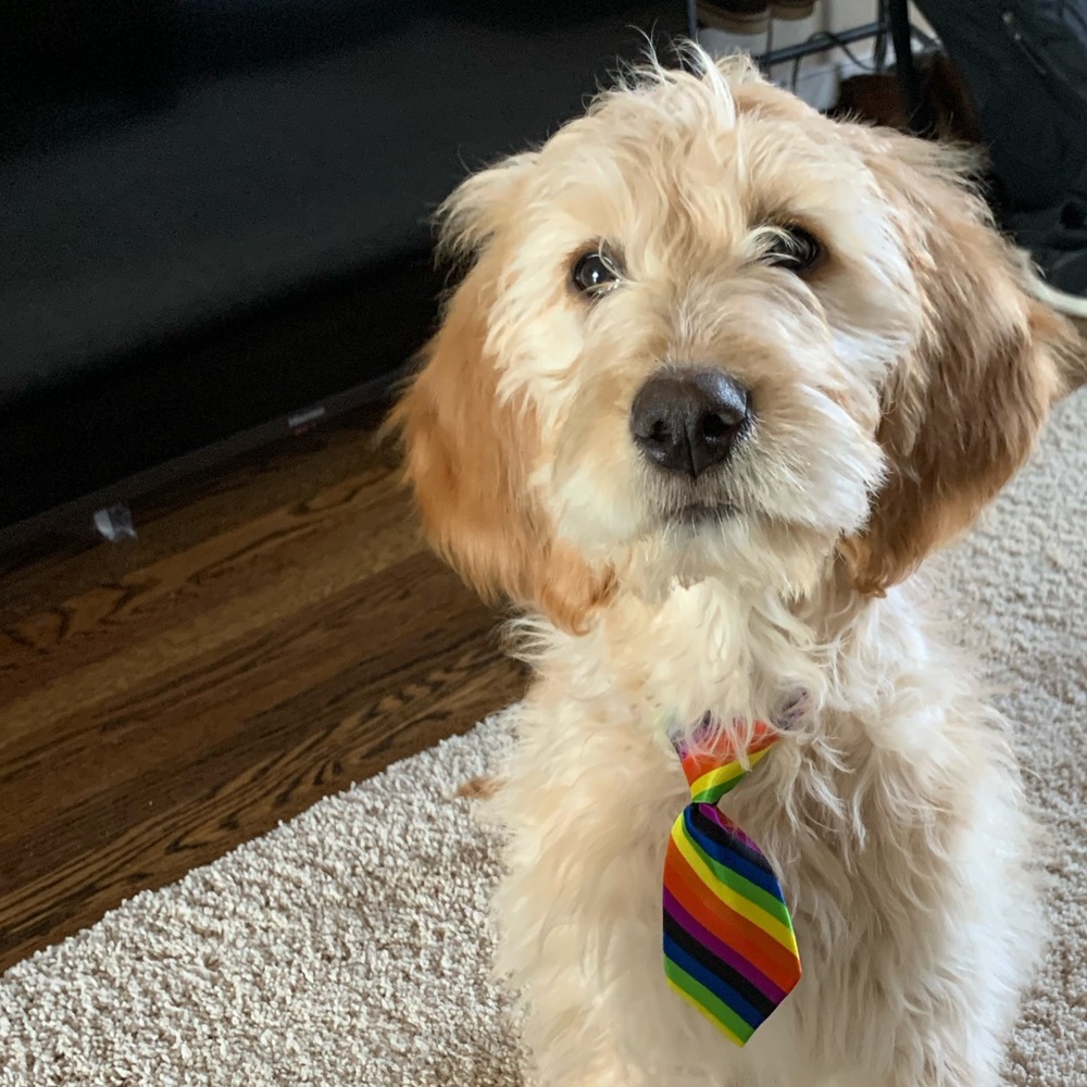 Meet your Posher, Sihan